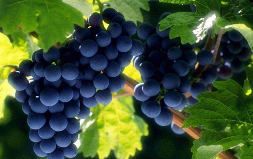 Cómo Transformar Orujo de Uva en Fertilizante Orgánico