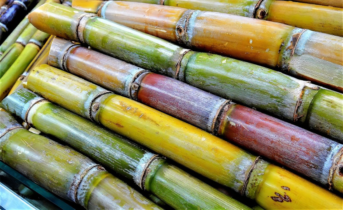 Uso de la Caña de Azúcar en la Producción de Fertilizantes Orgánicos y Técnicas de Procesamiento Modernas