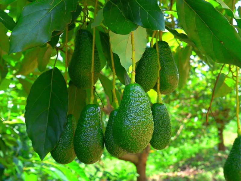 Línea-de-producción-de-fertilizante-orgánico-de-aguacate-3